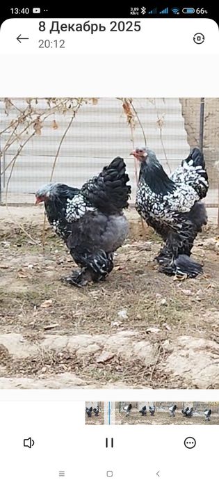 Точкали брамани тухумлари сотилади.