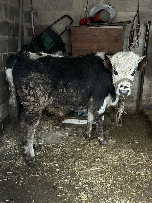 Бука бык бычек бык бука