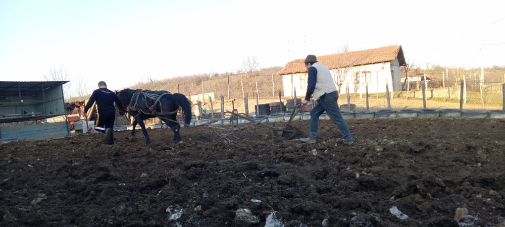 Cal de vanzare cu caruță si ham