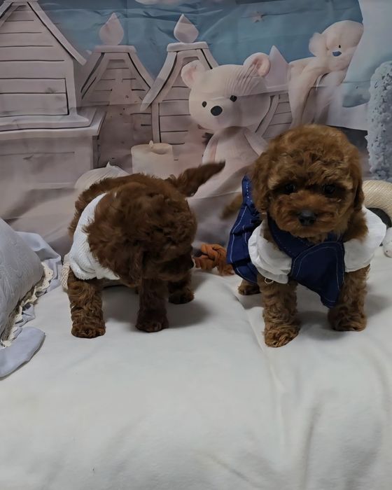 !РЕЗЕРВИРАНО!Пудел той с родословие 5 поколения назад