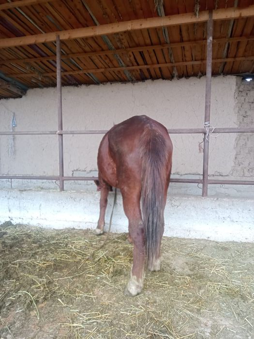 ЖУАС БИЕ  телефон соғып