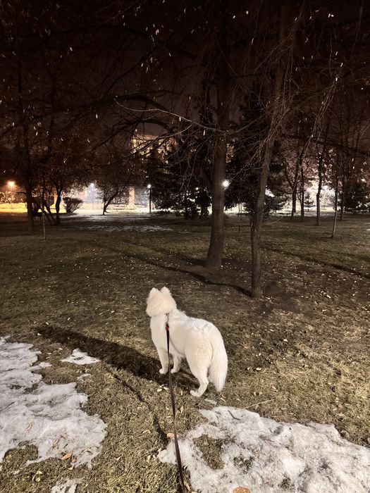 Самоед Лайка. 6 месяцев.