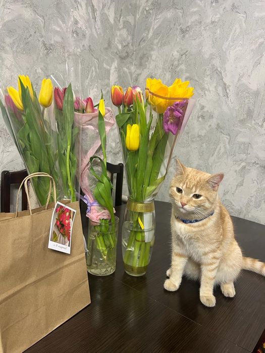 Потеряли любимого кота