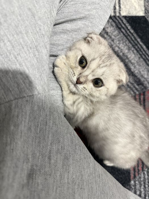 Кошка Шотландский вислоухий