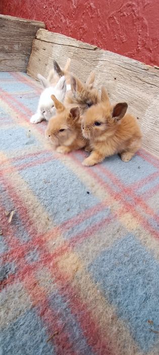 Iepurași cap de leu pitic mini