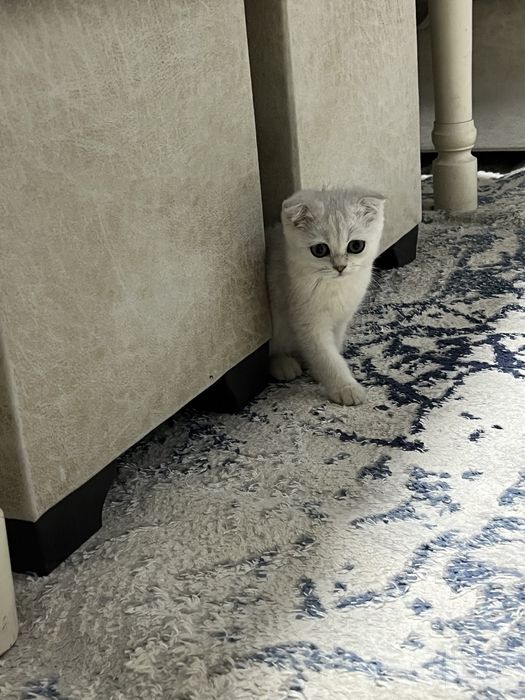шотландская вислоухо Scottish Fold с окрасом серебристая шиншилла