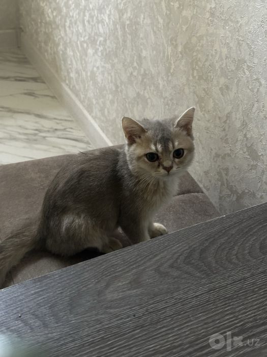 Кошка породстая