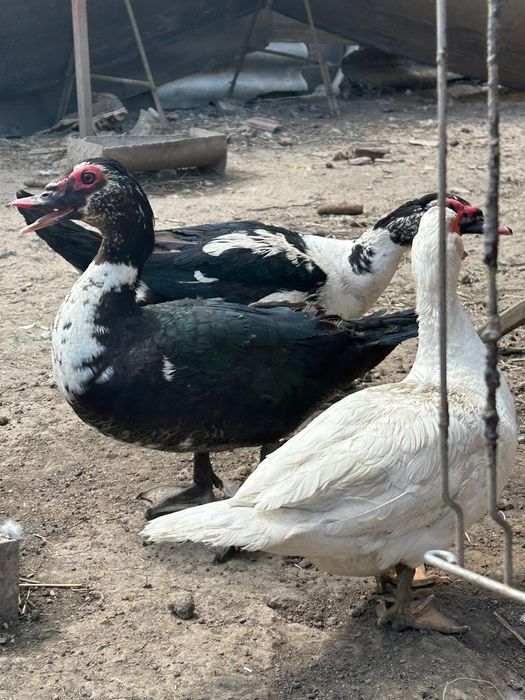 Vând rațe mute Salaj