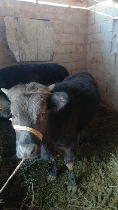 Таналар сатамыз / Телки 1.5 жас