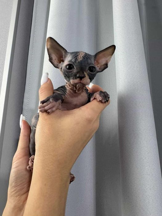 Продажа Сфинксов