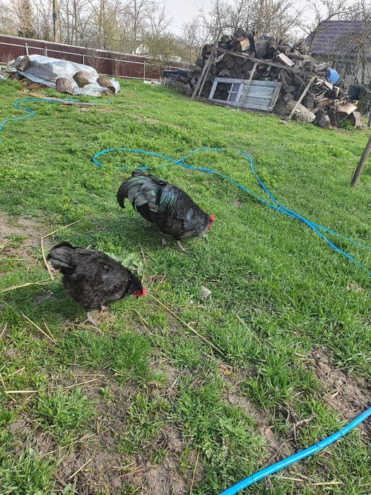 Famile găini austrolorp