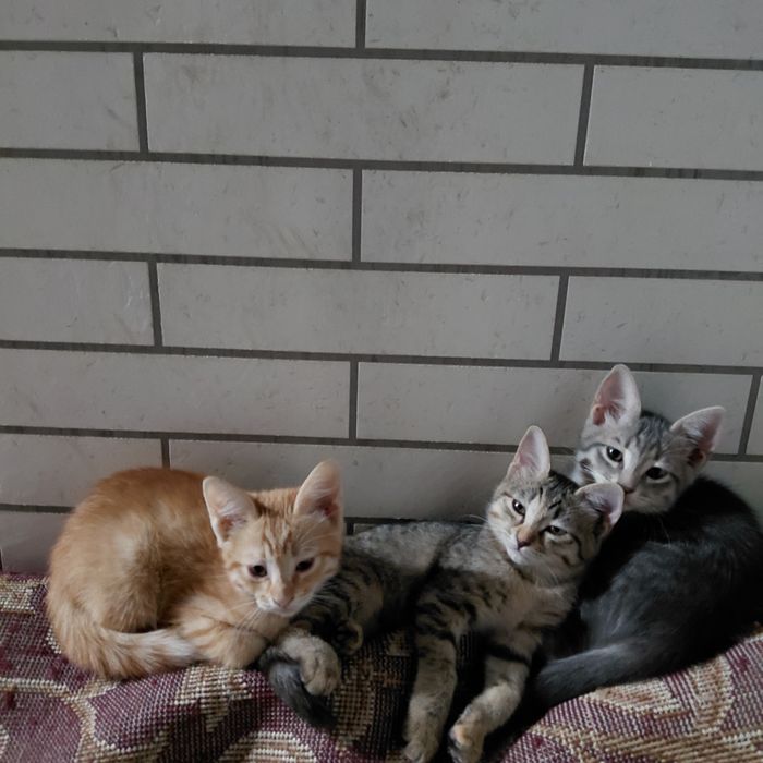 Отдаю котят в хорошие руки