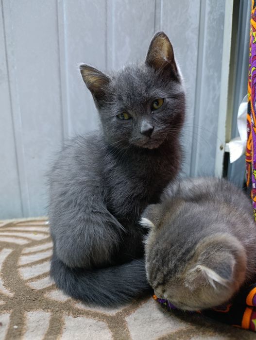 Mushuk skotch strayt ögil bola