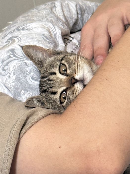 Котенок Шотландский