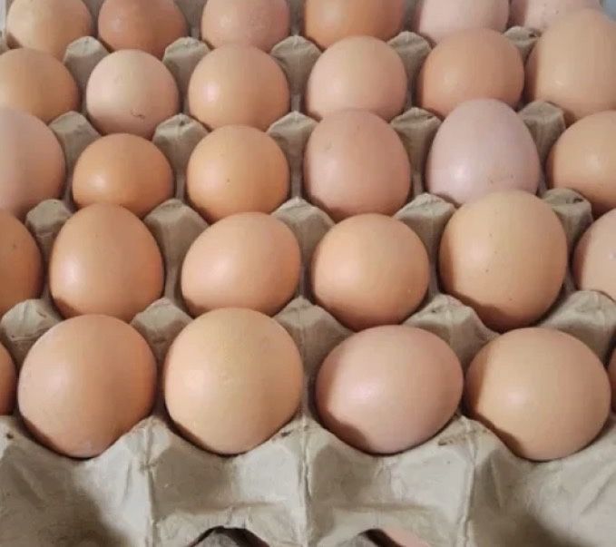 Үйдің жұмыртқасы сатылады ауылдыкі