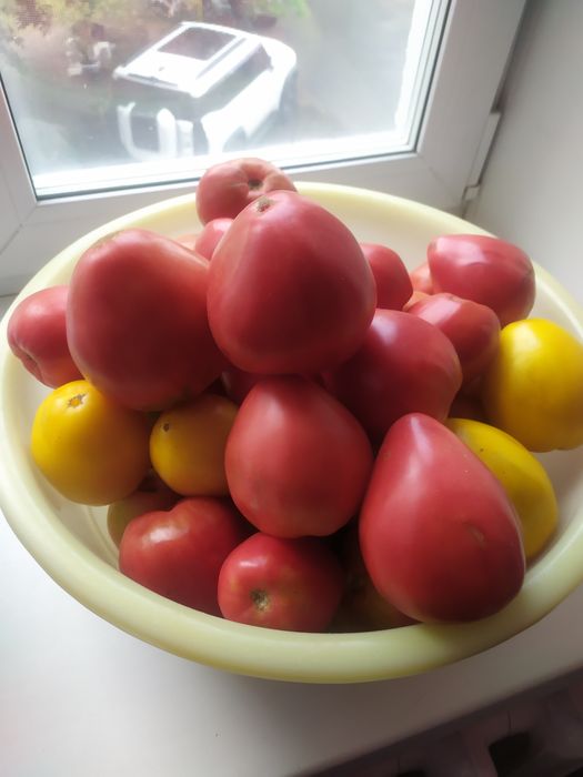 Продам помидоры сладкие, крупные, мясистые