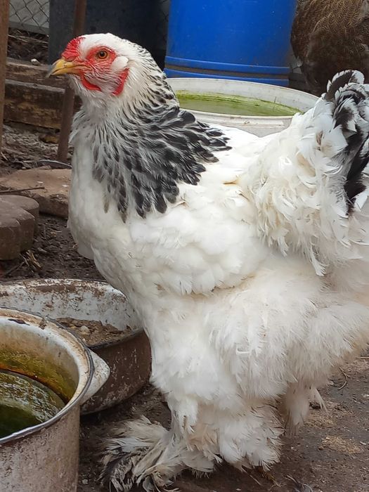 Vand oua gaini Brahma potarnichiu si herminat deschis