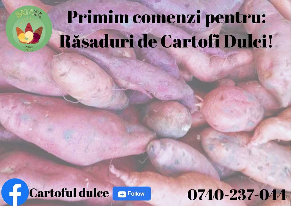 Răsad de cartofi dulci 3,5 lei