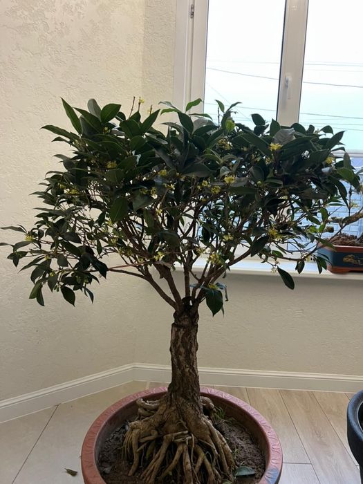 Душистый Османтус