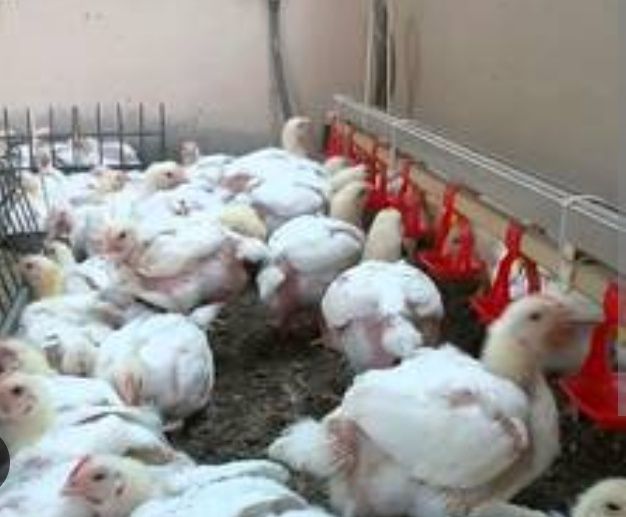 Broller jojalar sotiladi miqdori cheksiz sifati alo darajada