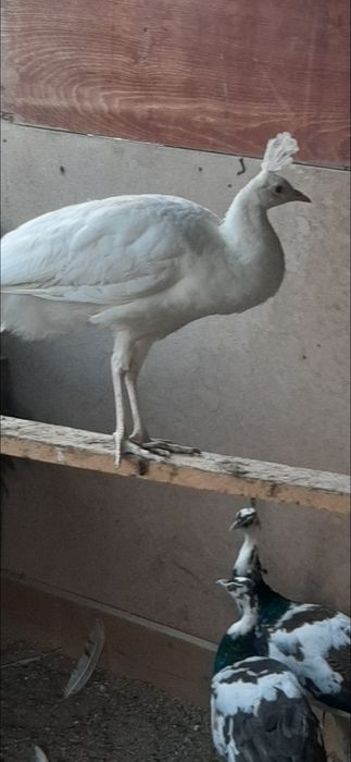 Schimb dau vind  paun mascul cu femela sau tot mascul exclus standard