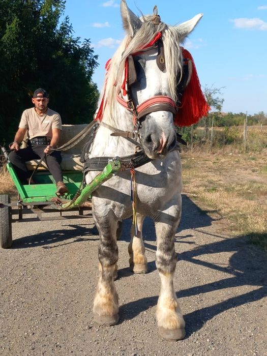 Vând sau schimb harmasar de 8 ani 173 la greben 800 greutate