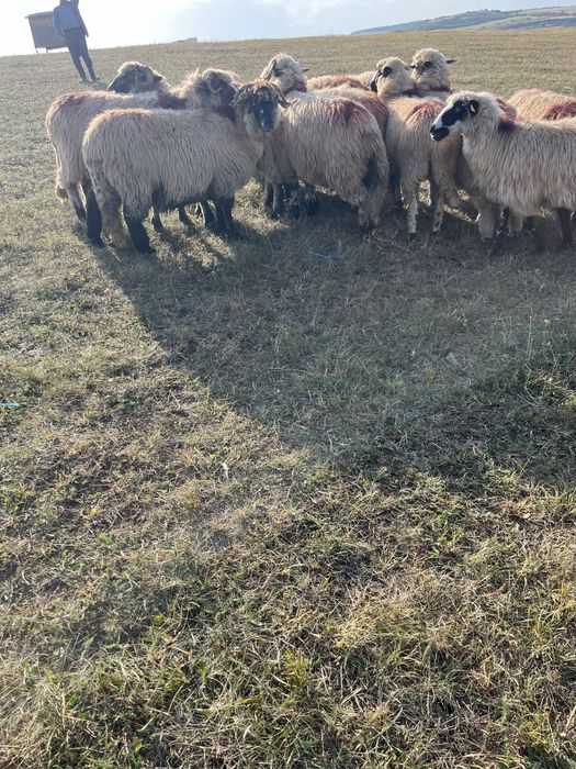 Vand oi tinere cu lapte