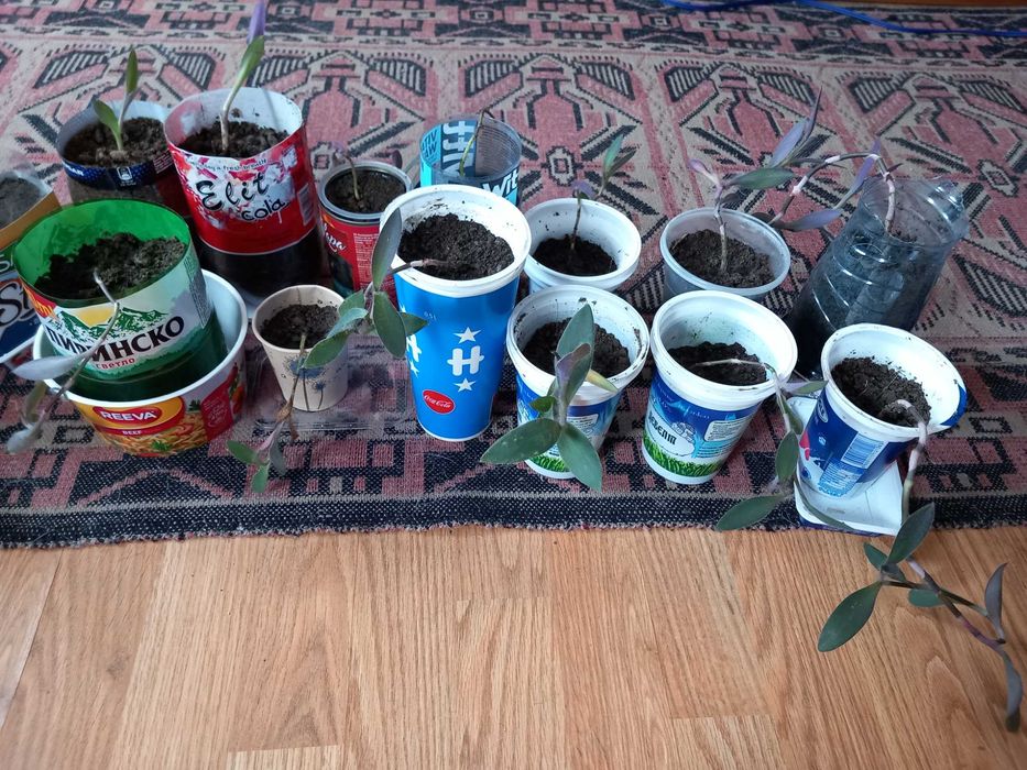 Традесканция 13 броя 5лв /бр