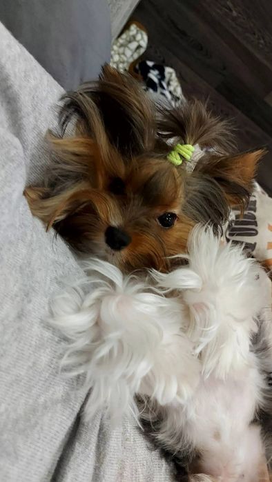 Женско мини йорки