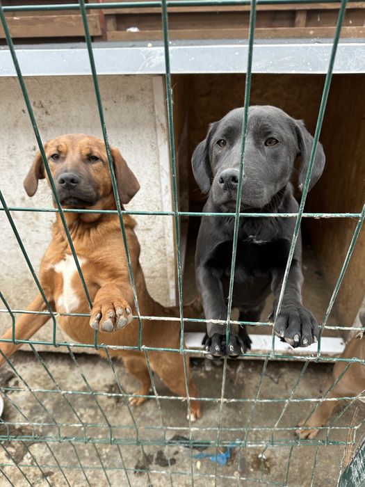 Catelusa spre adoptie