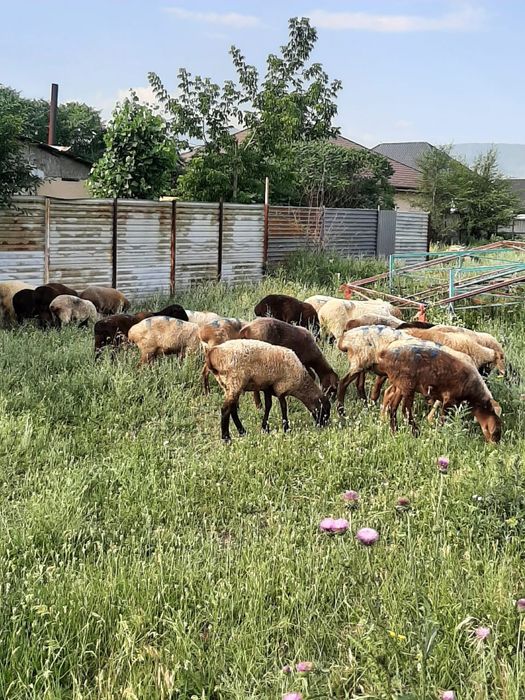 Қой сатам, , Овцы продам.
