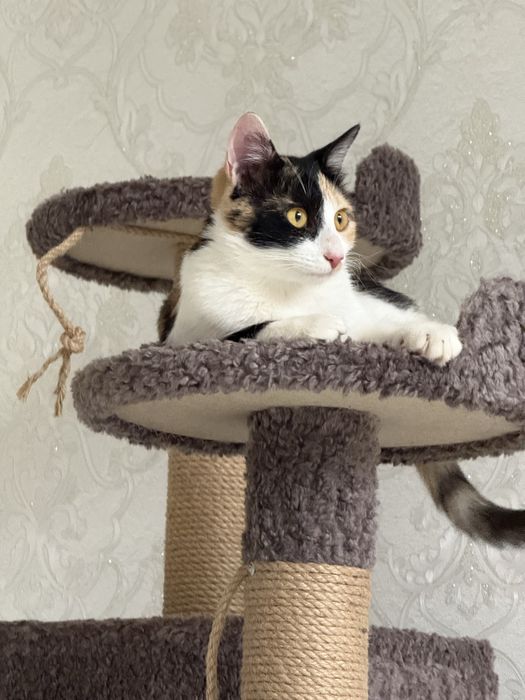 Отдам в добрые руки эту красавицу