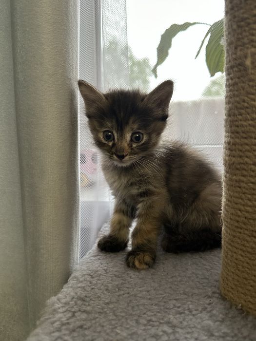 Отдам котят в хорошие руки