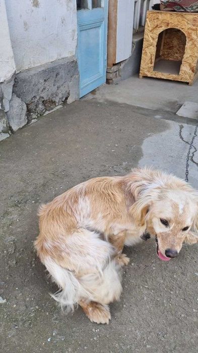 МАКС лақабли ит сотилади