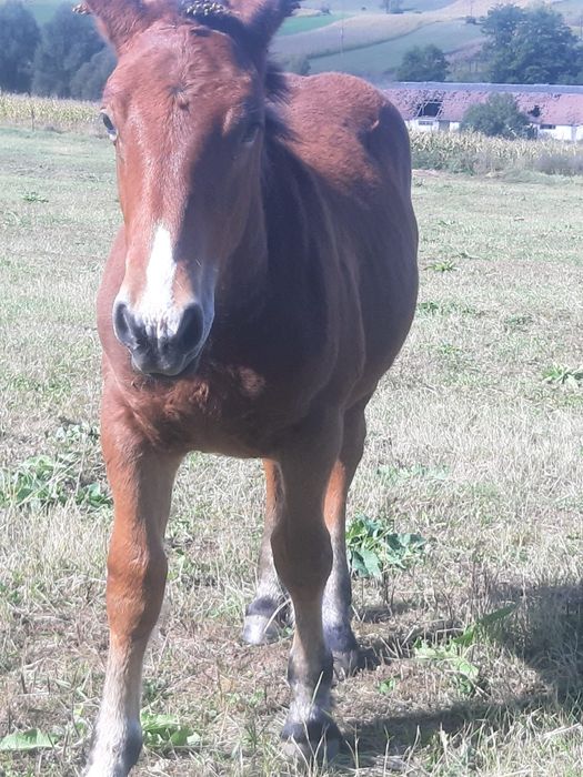 Vând mânji de cate 6luni