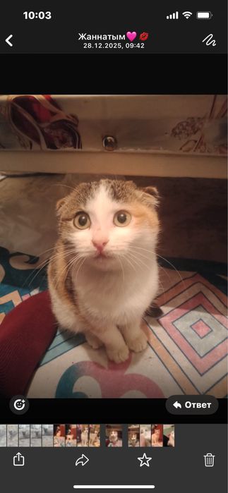 Котенки шотландцы.