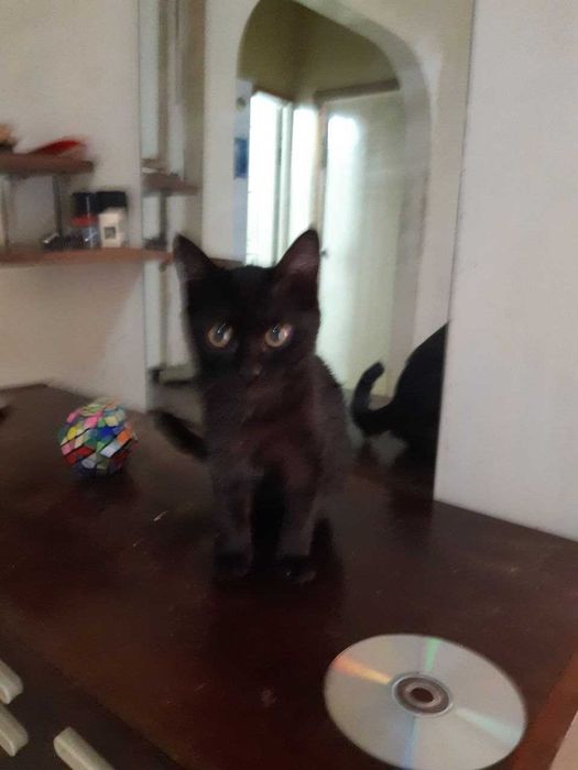 Котенок в добрые руки. Смотрите другие объявления автора