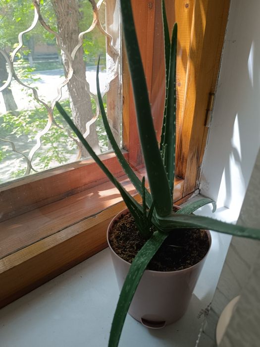 Продам алое-вера 2 года