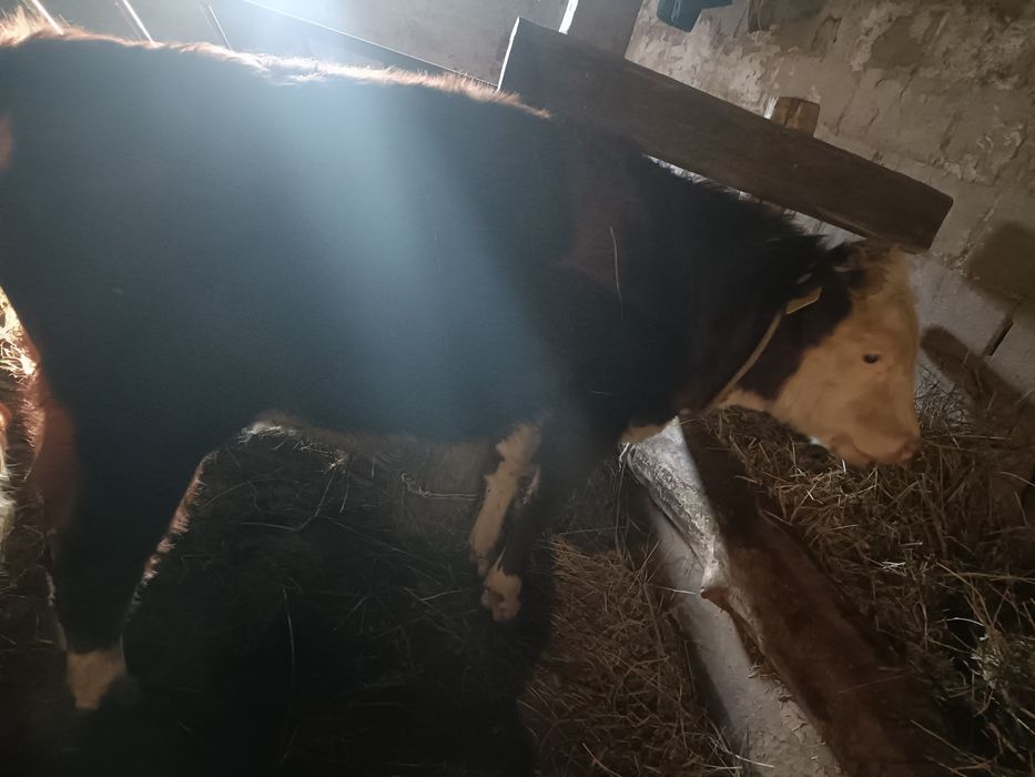 Продам откорм подсос  бычки