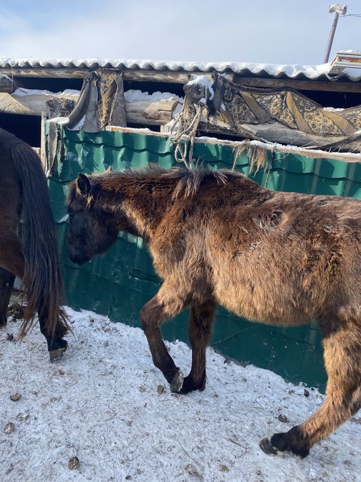 Жабағы сатам ұргашы