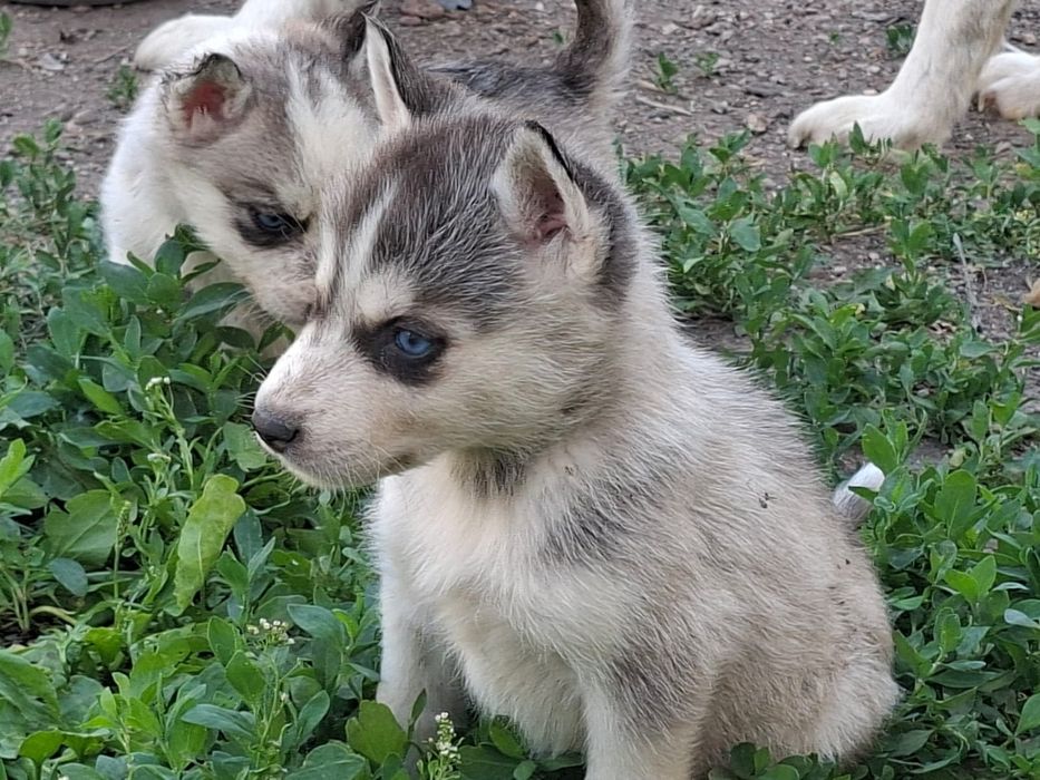 Продам щенят хаски