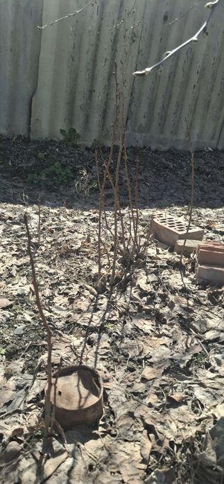 Молодые саженцы вишни