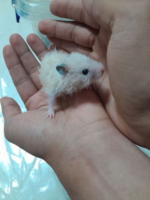 Продаются хамячки