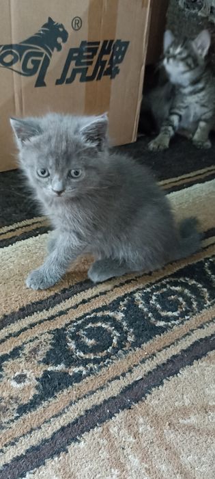 Котята в добрые руки.