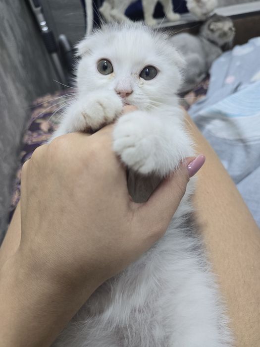 Продаётся котёнок скотиш фолд
