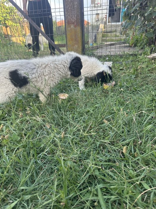 Se da spre adoptie 2 cateluse ciobanesti