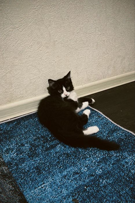 котята мальчикии