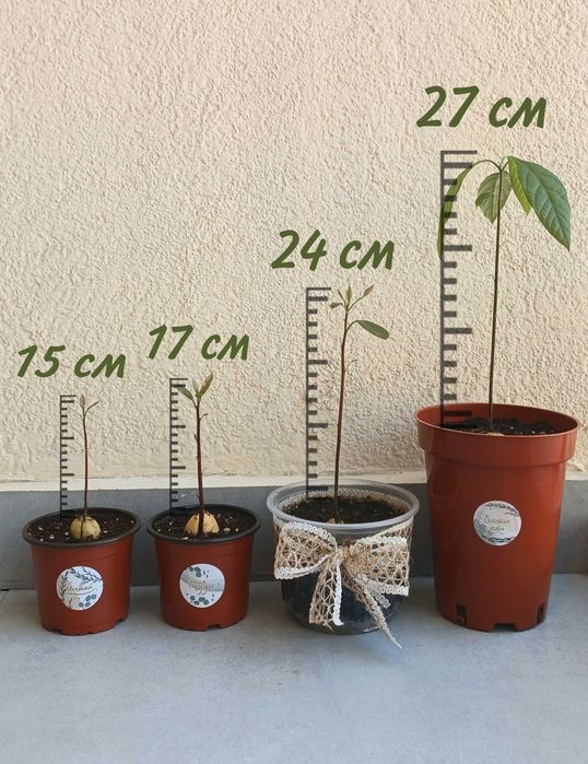 Только до 1 мая! Дерево авокадо в горшке, саженцы