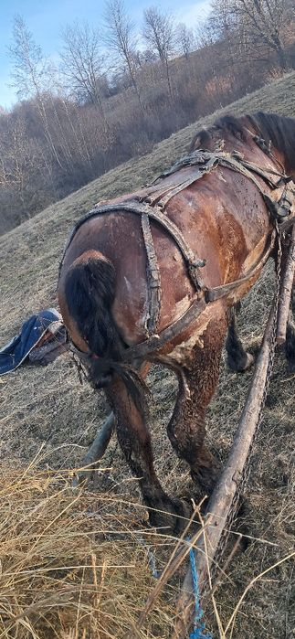 Vand cal bun proba la fata locului