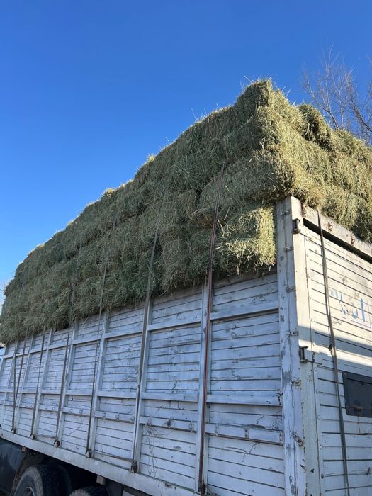 Жонышка сатылады | Клевер Люцерна продается